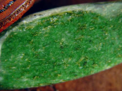 "Mercator" macro photograph of intense green Nephrite Jade gemstone knife handle. Fascinating specimen!
